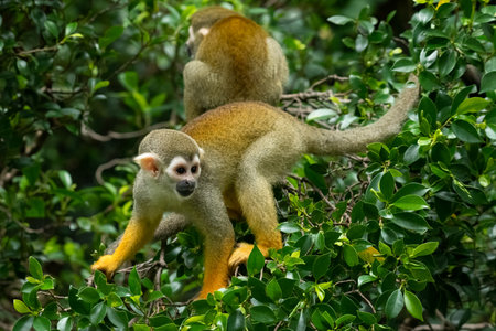 Rhesus monkey sitting on a tree log sadly looking into a distance