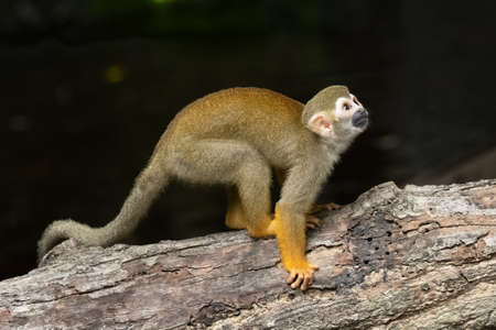 Rhesus monkey sitting on a tree log sadly looking into a distanceの写真素材