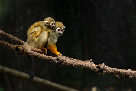 Rhesus monkey sitting on a tree log sadly looking into a distanceの写真素材