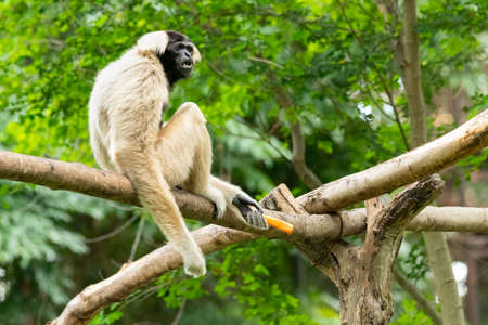 Pileated gibbon sitting on a tree trunk looking into a distanceの写真素材