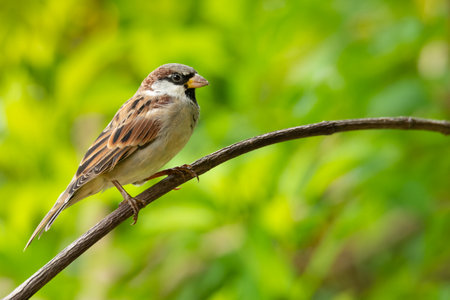 Male House Sparrow perching on a perch looking into a distanceの写真素材