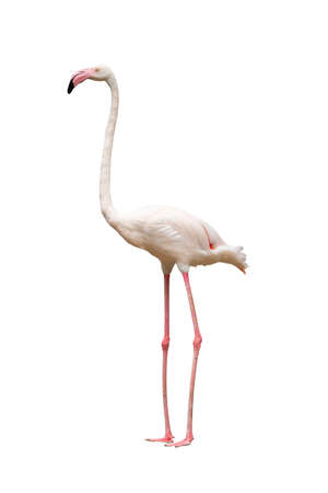 Flamingo standing and looking into a distance isolated on white backgroundの写真素材