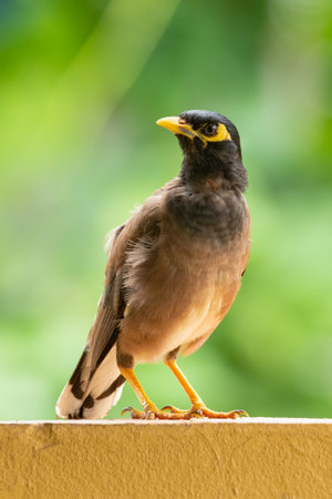 Common Myna perching on top of the wall looking into a distanceの写真素材