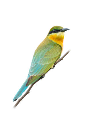 Juvenile Blue-tailed Bee-eater perching on a perch  looking into a distance isolated on white backgroundの写真素材