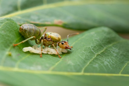 Queen weaver ant with her eggs on Longan leafの写真素材