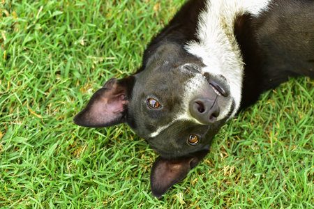 Close up headshot of Thai dog lying down on the lawn with catchlight in both eyesの写真素材