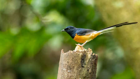 Male White-rumped Shama perching on a tip of tree trunk looking into a distanceの写真素材