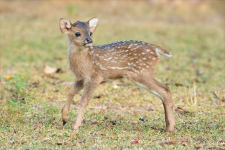 Juvenile Hog Deer standing on the lawn looking into a distanceの写真素材
