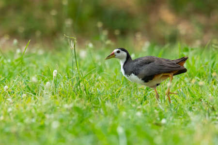 White-breasted Waterhen walking on the lawn looking into a distanceの写真素材