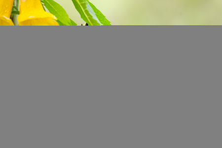 Female Olive-backed Sunbird perching on a bunch of Yellow Trumpetflower looking into a distanceの写真素材
