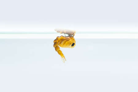 Mosquito pupa in water isolated on white backgroundの写真素材