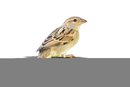Juvenile female House Sparrow perching on a perch isolated on white backgroundの写真素材