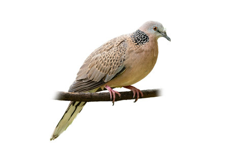 Spotted dove perching on a perch looking into a distance isolated on white backgroundの写真素材