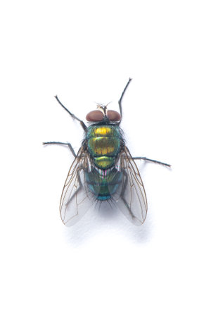 Top view of Blow fly isolated on white backgroundの写真素材