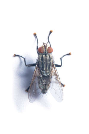 Top view of Flesh Fly isolated on white backgroundの写真素材