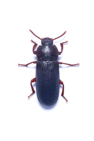 Top view of a Yellow Mealworm Beetle isolated on white backgroundの写真素材