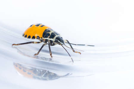 A colorful nymph Citrus Stink Bug isolated on white backgroundの写真素材