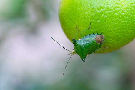 A colorful Citrus Stink Bug perching on a lime fruitの写真素材