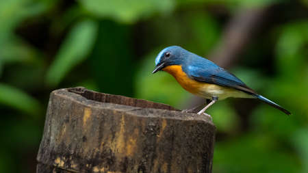 Indochinese Blue Flycatcher perching on bamboo stump looking into a distanceの写真素材
