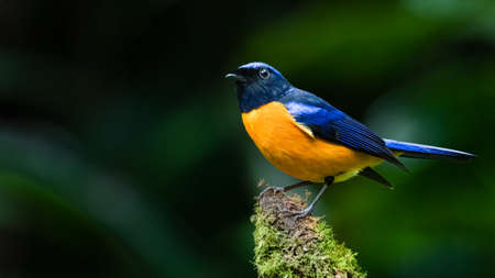 Colorful Rufous-bellied Niltava perching on tree branch with some mossの写真素材