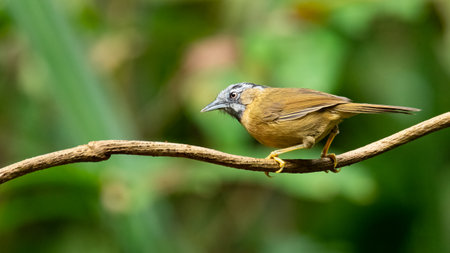 Grey-throated Babbler perching on liana branch looking into a distanceの写真素材