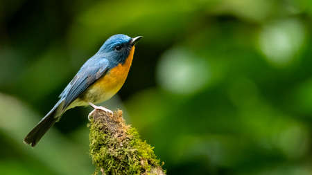 Indochinese Blue Flycatcher perching on tree stump with some mossの写真素材