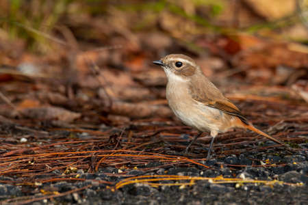 Female Grey Bushchat perching on the ground looking into a distanceの写真素材