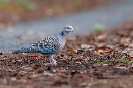 Oriental Turtle Dove perching on leafy ground looking into a distanceの写真素材