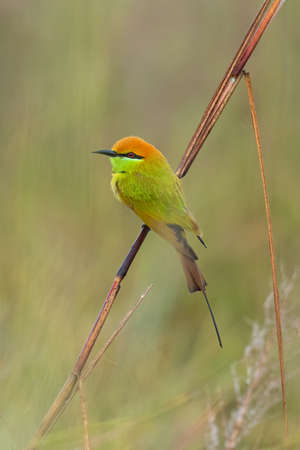 Green Bee-eater perching on grass stem looking into a distanceの写真素材