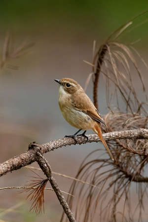 Female Grey Bushchat perching on dried pine tree branch looking into a distanceの写真素材