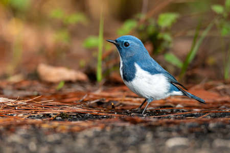 Ultramarine Flycatcher perching on the ground looking into a distanceの写真素材
