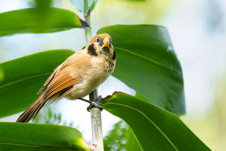 Spot-breasted Parrotbill on tree branch looking into a distanceの写真素材