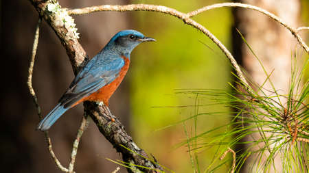 Chestnut-bellied Rock Thrush perching on pine perch looking into a distanceの写真素材