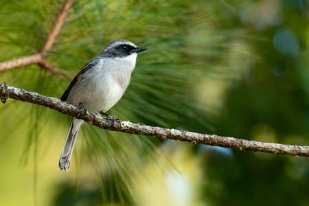 Male Grey Bushchat perching on pine perch looking into a distanceの写真素材