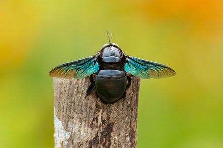 The back of Tropical Carpenter Bee on wood stump showing metallic color spreading wingsの写真素材