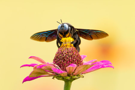 Front view of Tropical Carpenter Bee embracing flower pollen on blur backgroundの写真素材