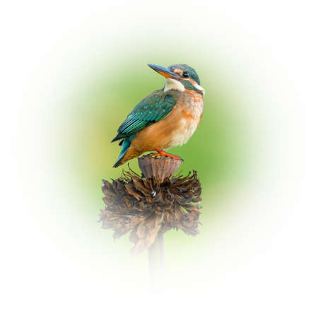 Common Kingfisher perching on withered lotus flower looking into a distance isolated on round gradient blur backgroundの写真素材