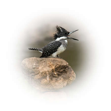 Crested Kingfisher perching on a stone with beak open isolated on round gradient blur backgroundの写真素材