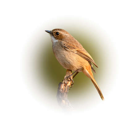 Female Grey Bushchat perching on a perch looking into a distance isolated on round gradient blur backgroundの写真素材