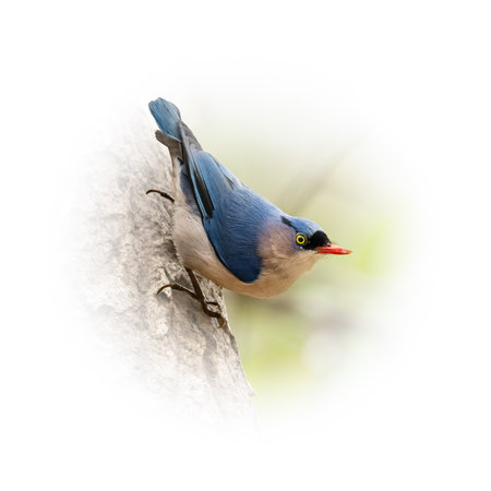 Male Velvet fronted Nuthatch perching on tree bark isolated on round gradient blur backgroundの写真素材
