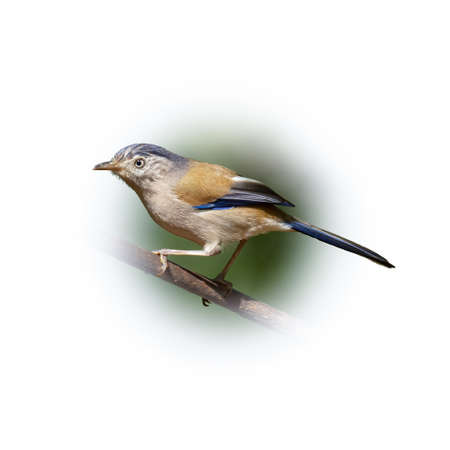 Blue-winged Minla perching on a perch looking into a distance isolated on round gradient blur...