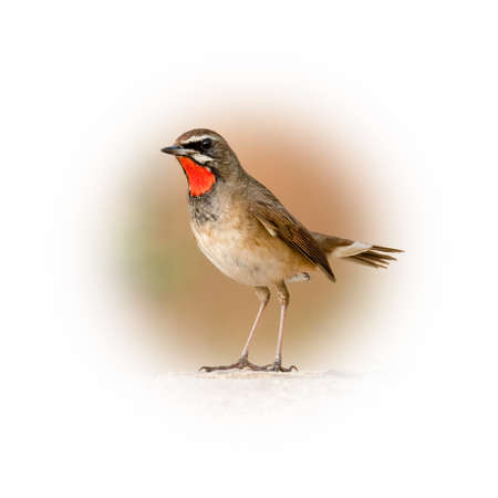 Siberian Rubythroat perching on tree trunk looking into a distance isolated on round gradient blur backgroundの素材 [FY310184654938]