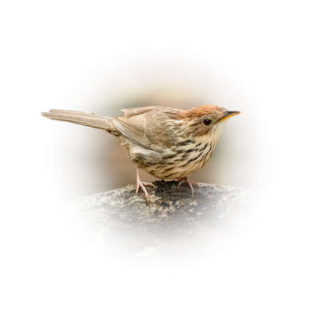 Puff-Throated Babbler perching on a perch looking into a distance isolated on round gradient blur backgroundの写真素材