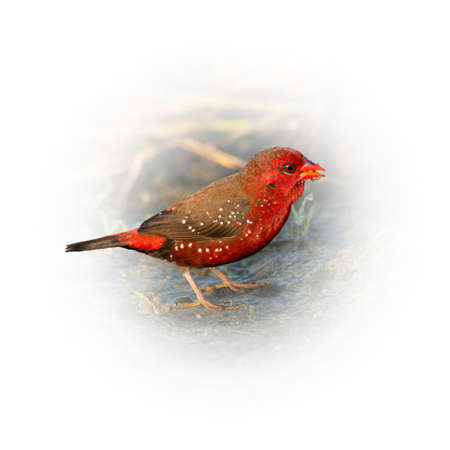 Red Avadavat with some grass seeds in the beak isolated on round gradient blur backgroundの写真素材
