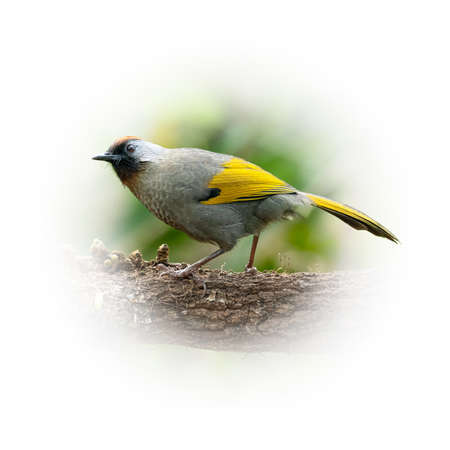 Silver-eared Laughingthrush perching on a perch looking into a distance isolated on round gradient blur backgroundの写真素材