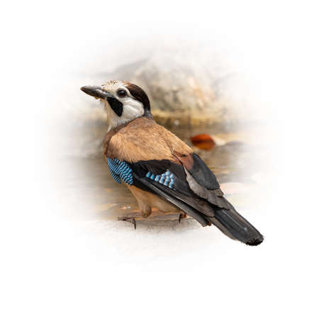 Eurasian Jay or White faced Jay perching near a waterhole looking into a distance isolated on round gradient blur backgroundの写真素材