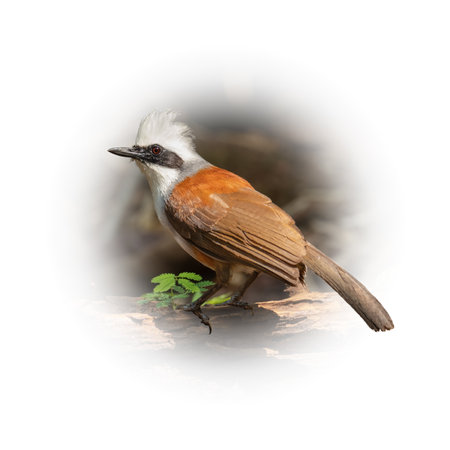 White-crested Laughingthrush perching on tree trunk isolated on round gradient blur backgroundの写真素材