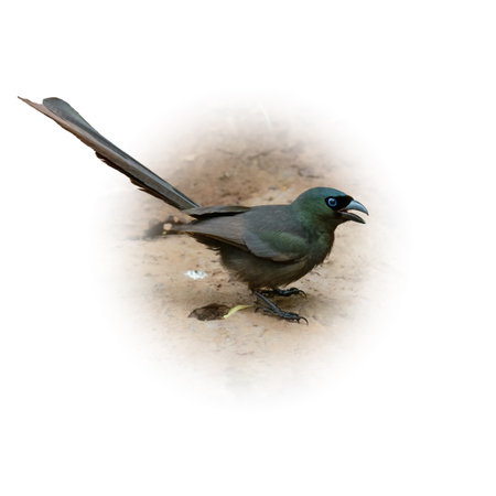 Racket-tailed Treepie perching on ground looking into a distance isolated on round gradient blur backgroundの写真素材
