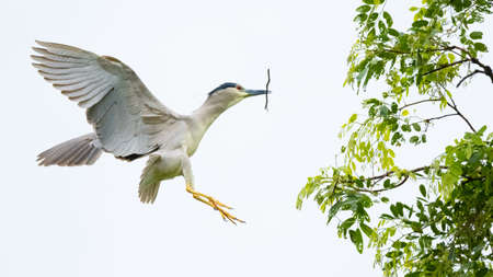 Black-crowned Night Heron in flight spreading their wings to slow down before landing with a stick in its beakの写真素材