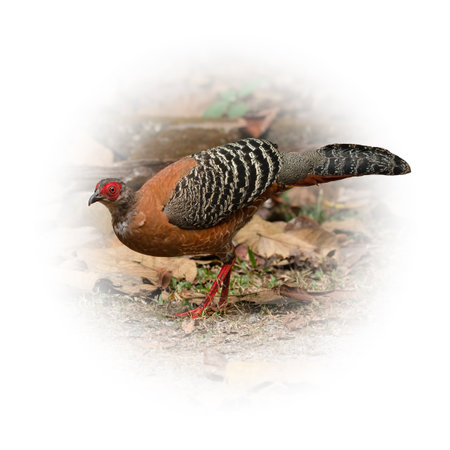 Female Siamese fireback standing still looking into a distance isolated on round gradient blur backgroundの写真素材
